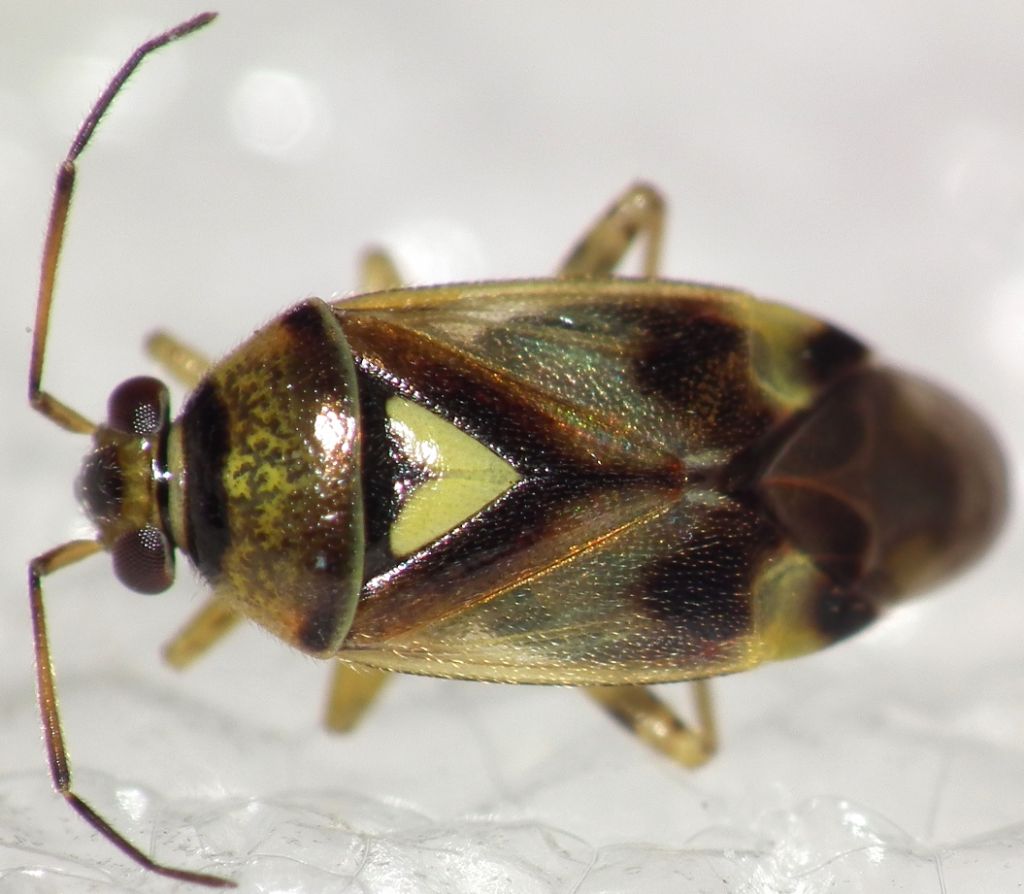 Miridae: Orthops?